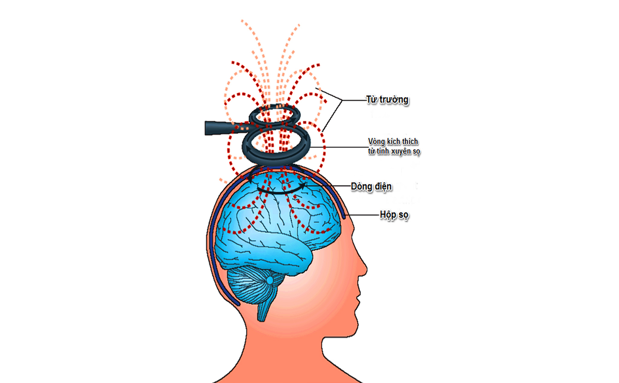 Con người có thể cảm nhận được từ trường của Trái Đất hay không ...