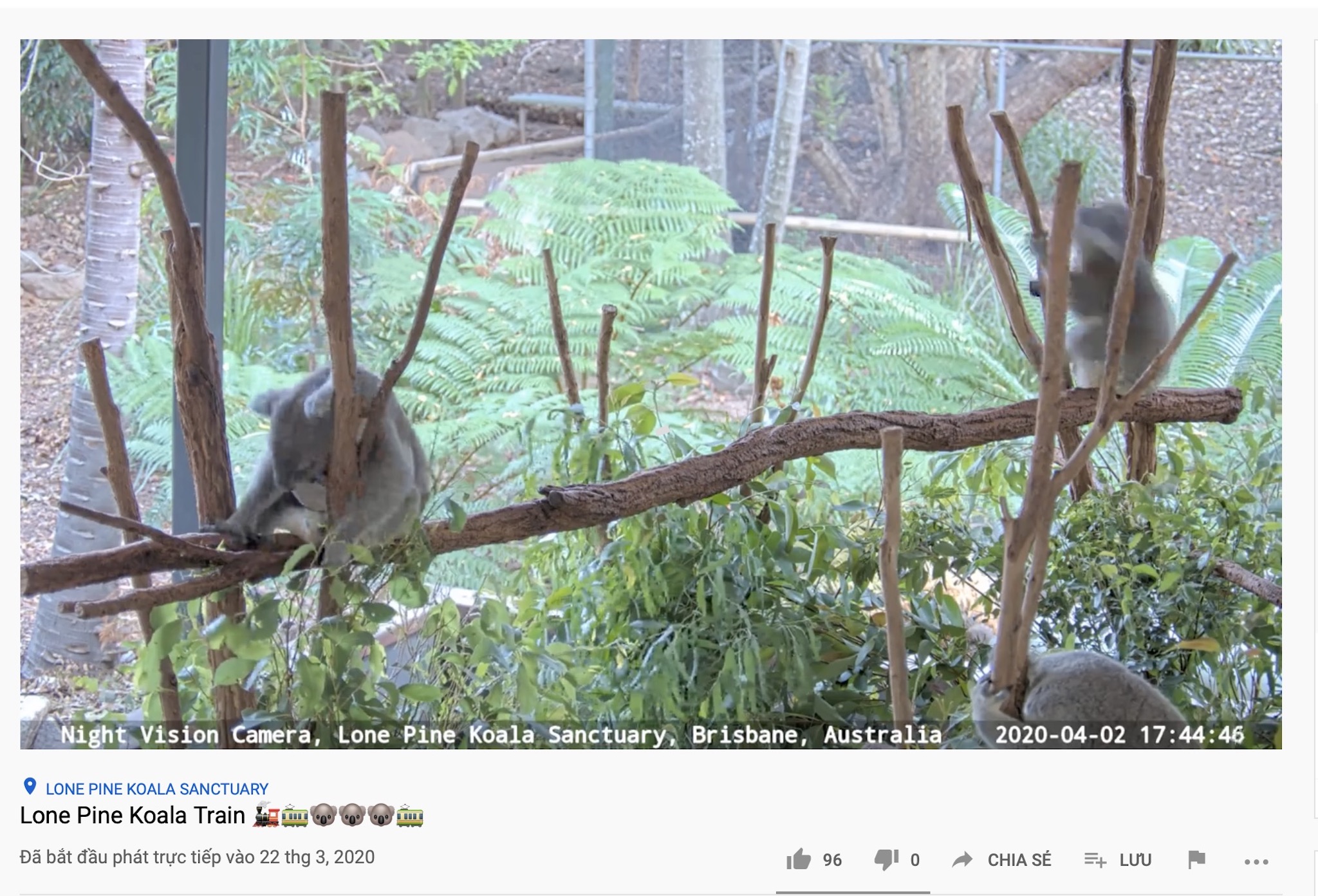 koala-livestream-2.jpg