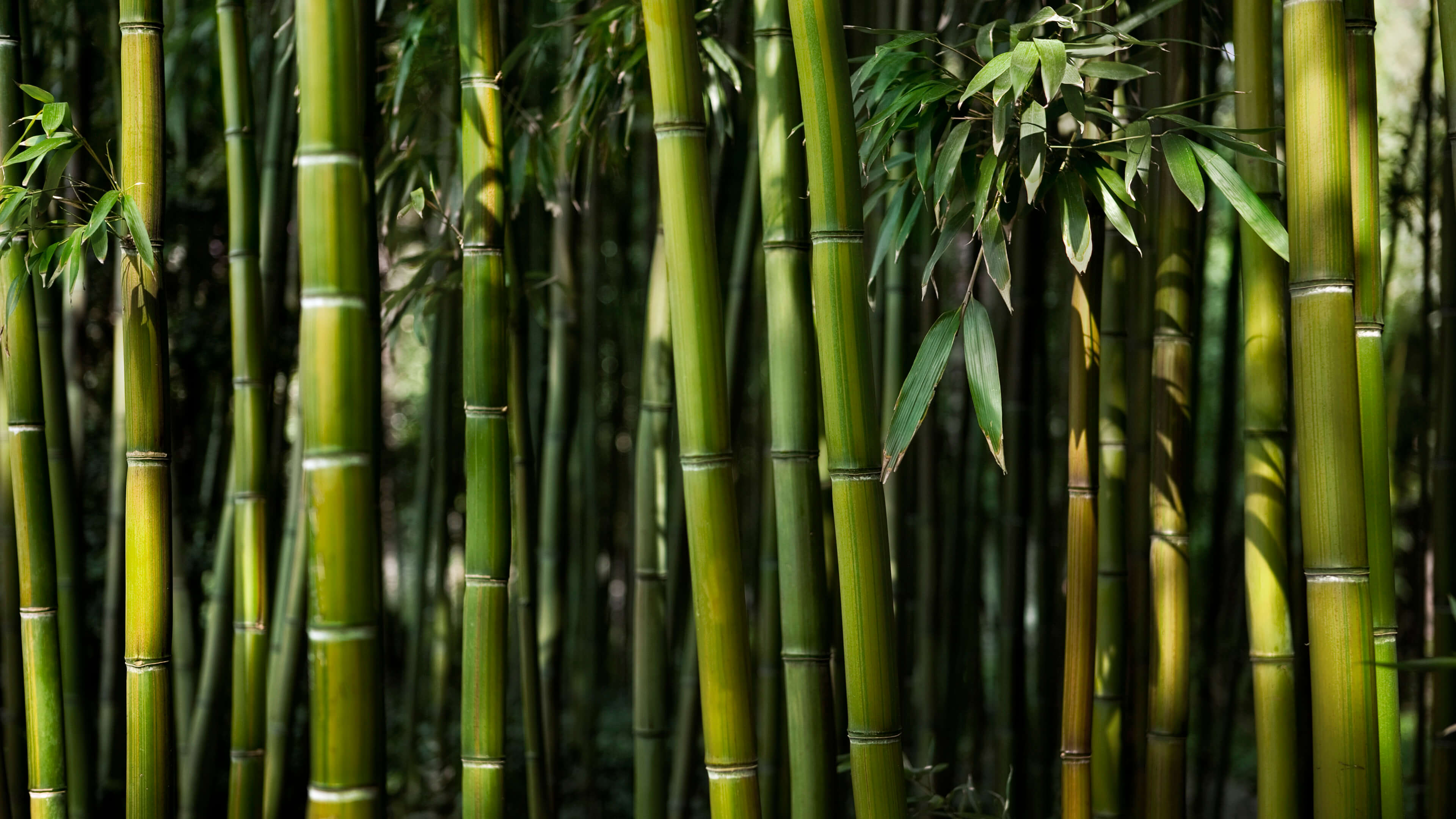 Chi tiết hơn 59 về hình nền bamboo hay nhất  cdgdbentreeduvn