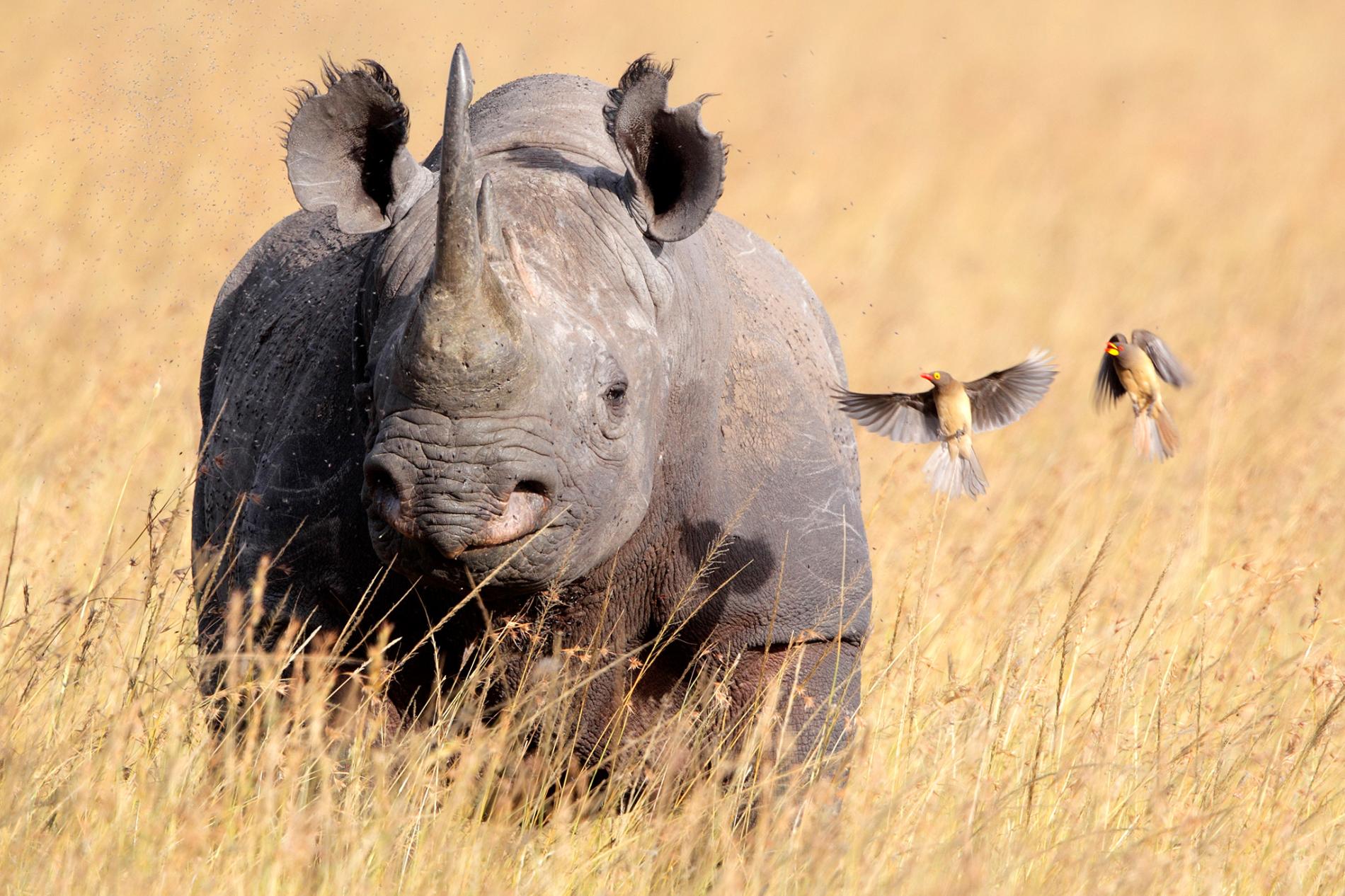 02-bird-calls-help-rhinos-minden_90761528.adapt.1900.1.jpg