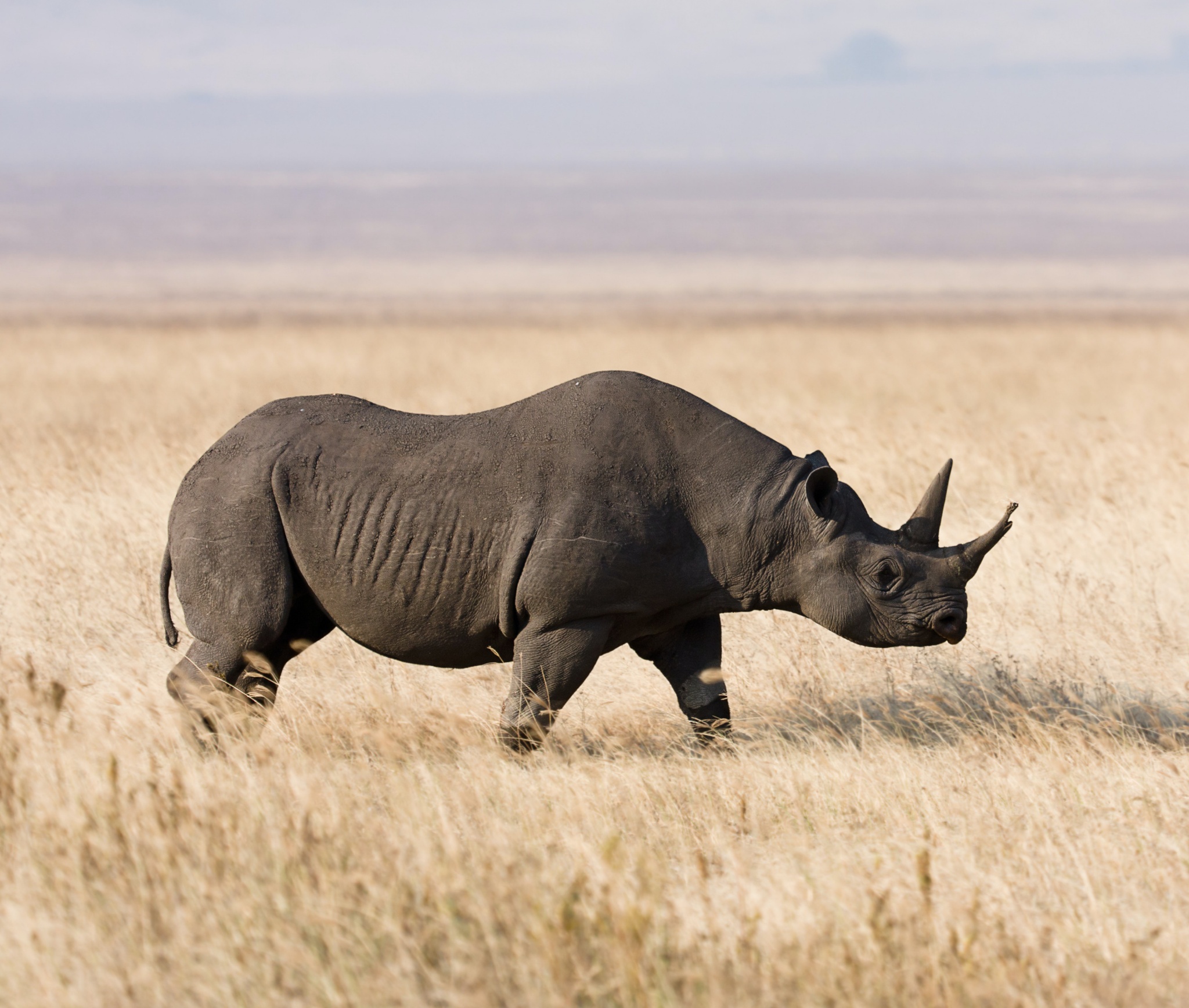 black-rhino.jpg