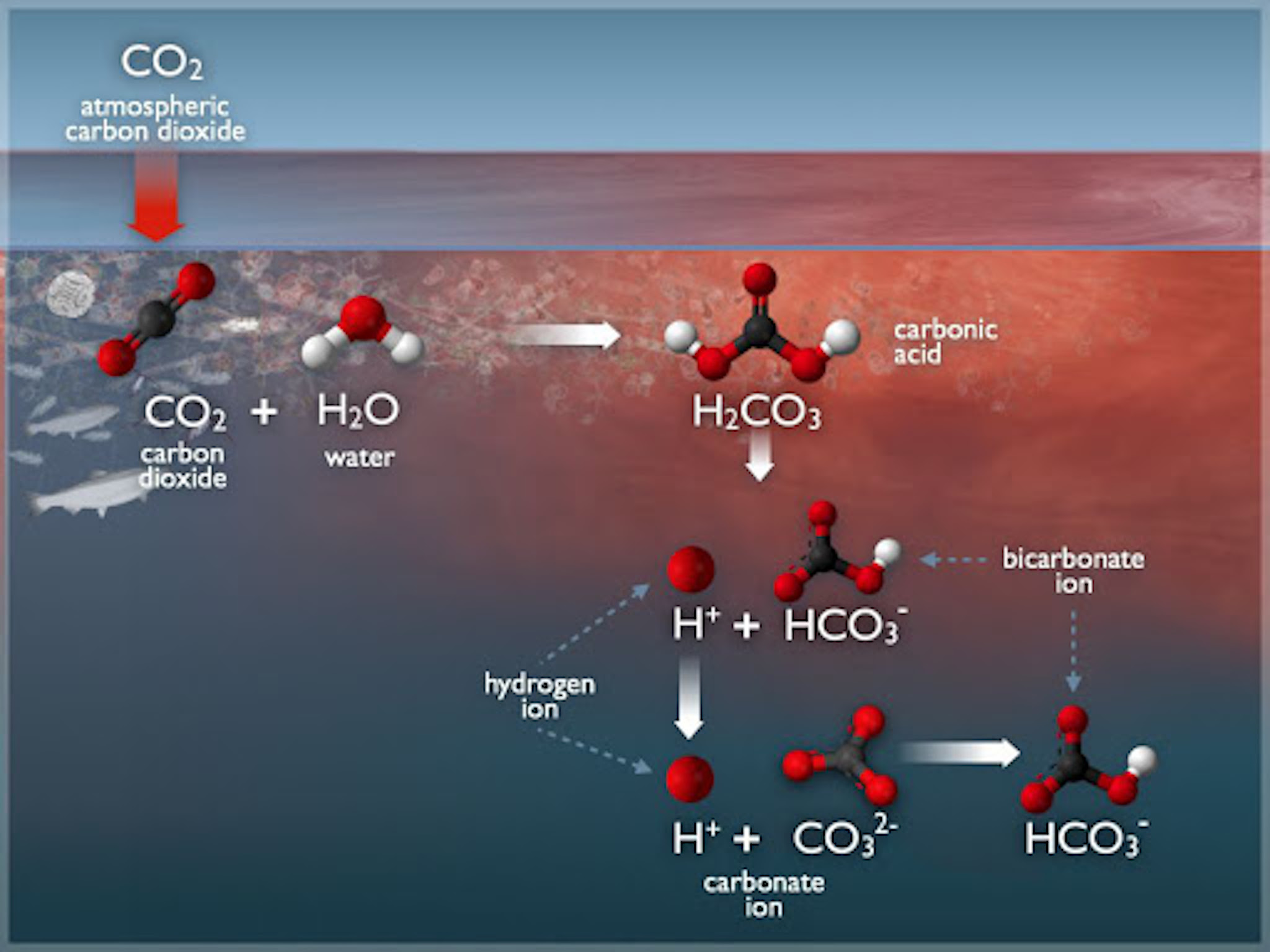 Отношение углекислого газа к воде. Диоксид углерода в воде. Углерод в океане. Подкисление воды в океане. Углерод и вода.