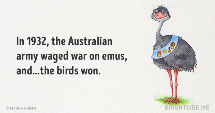 16.Emus_War.jpg