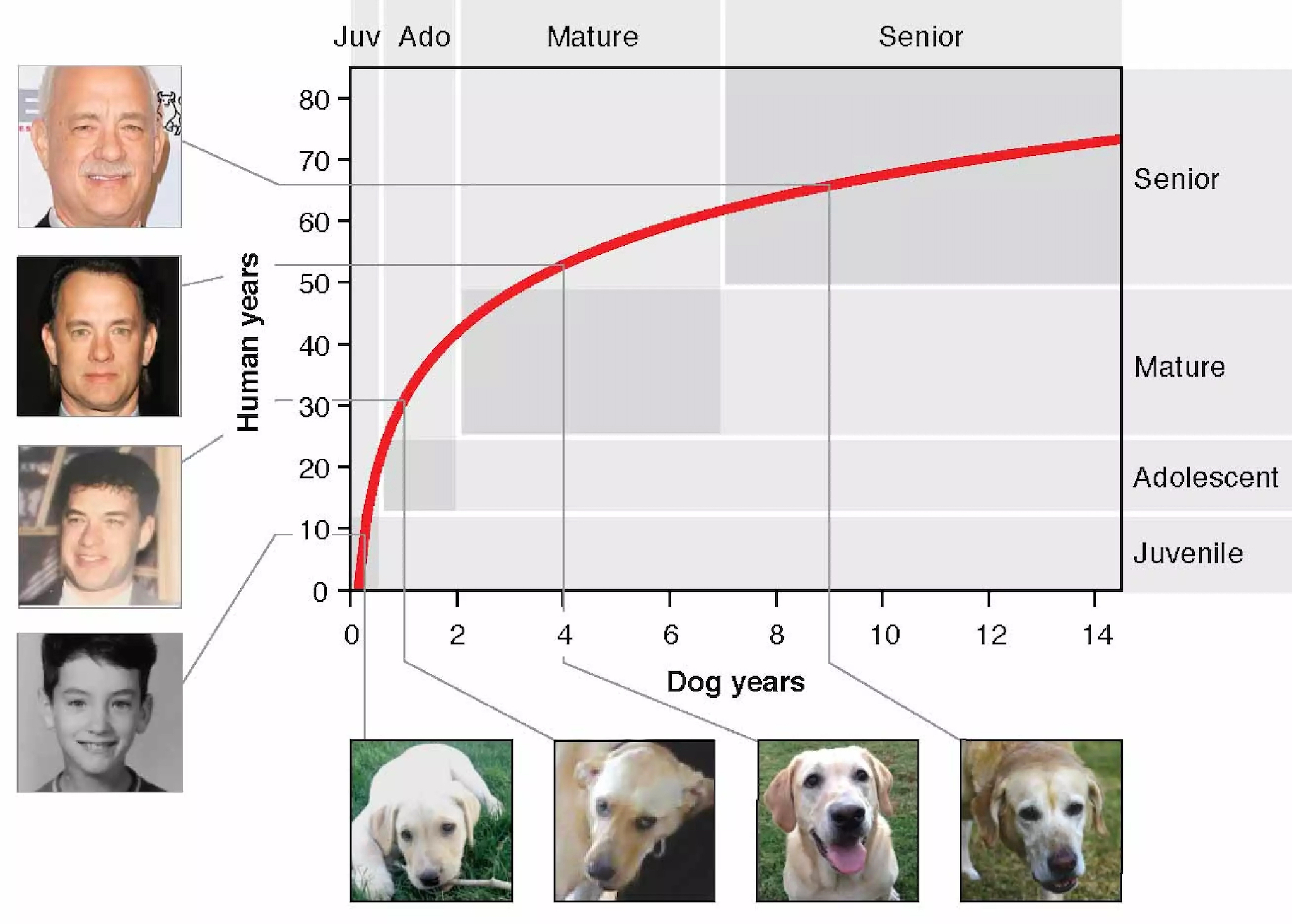 How to Calculate Dog and Cat Age Compared to Humans