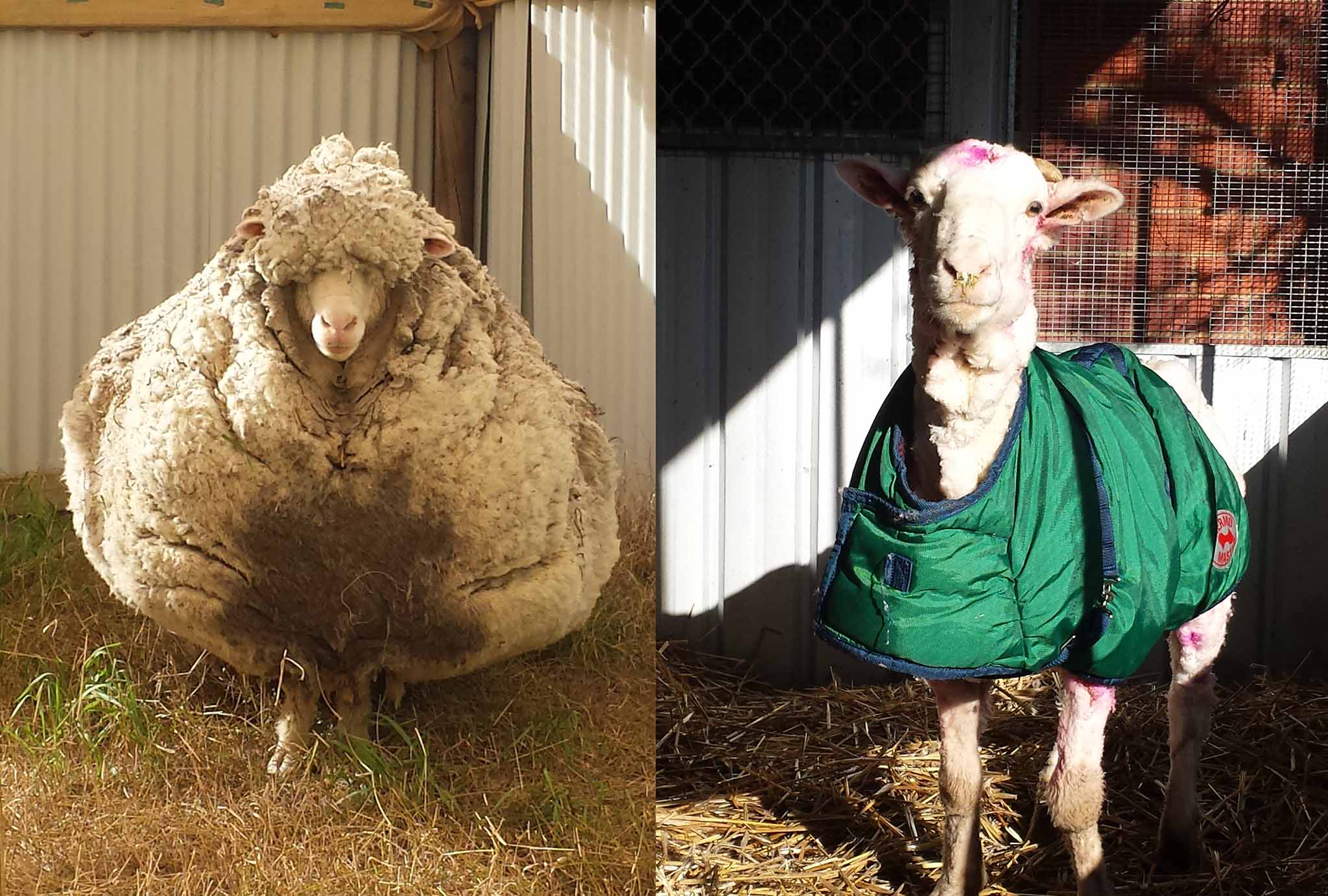Chris the sheep Before and After.jpg