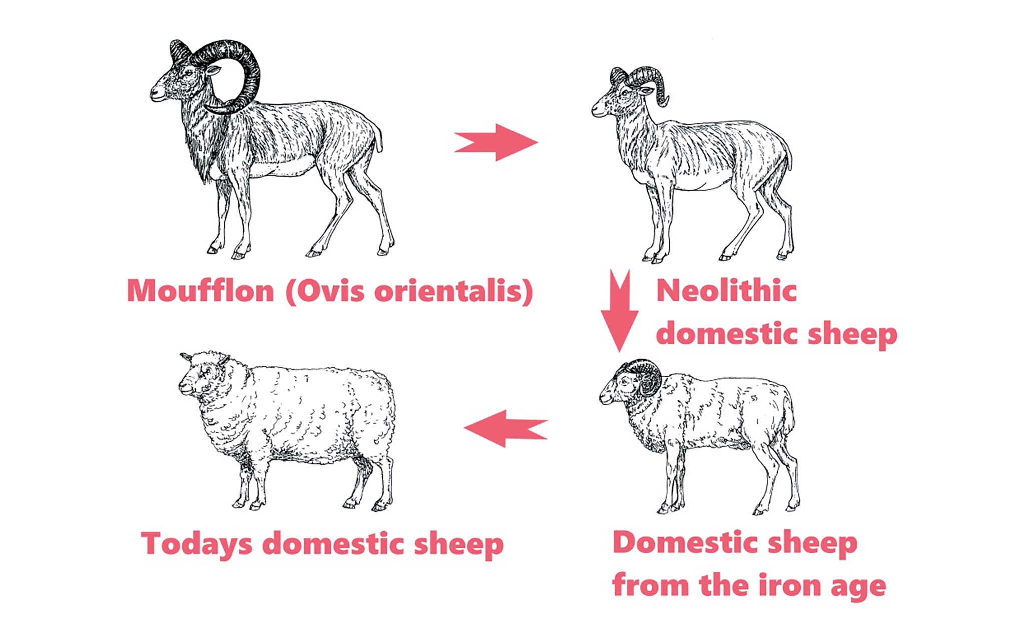 Sheep domestication.jpg