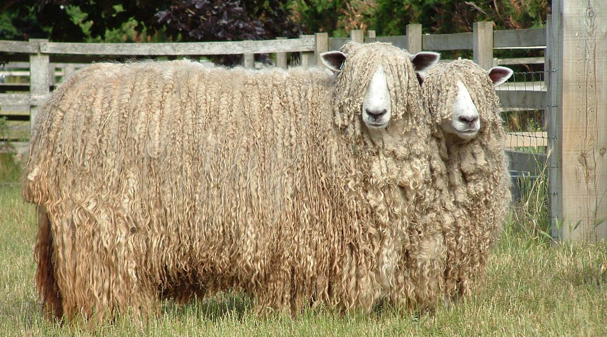 Lincoln sheep.jpg