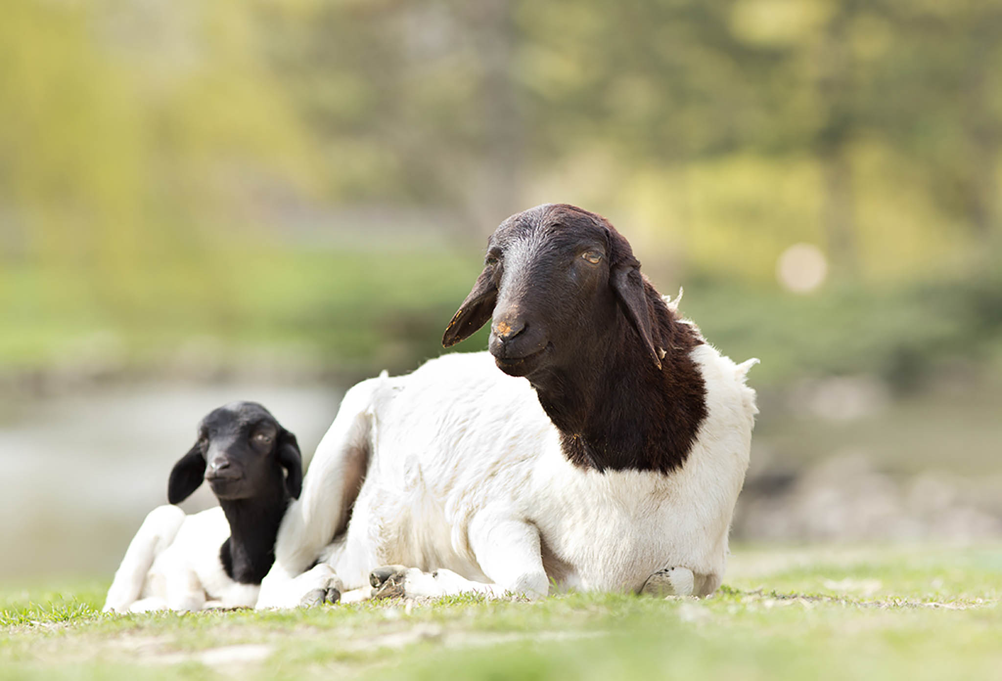 Persian Blackhead Sheep.jpg