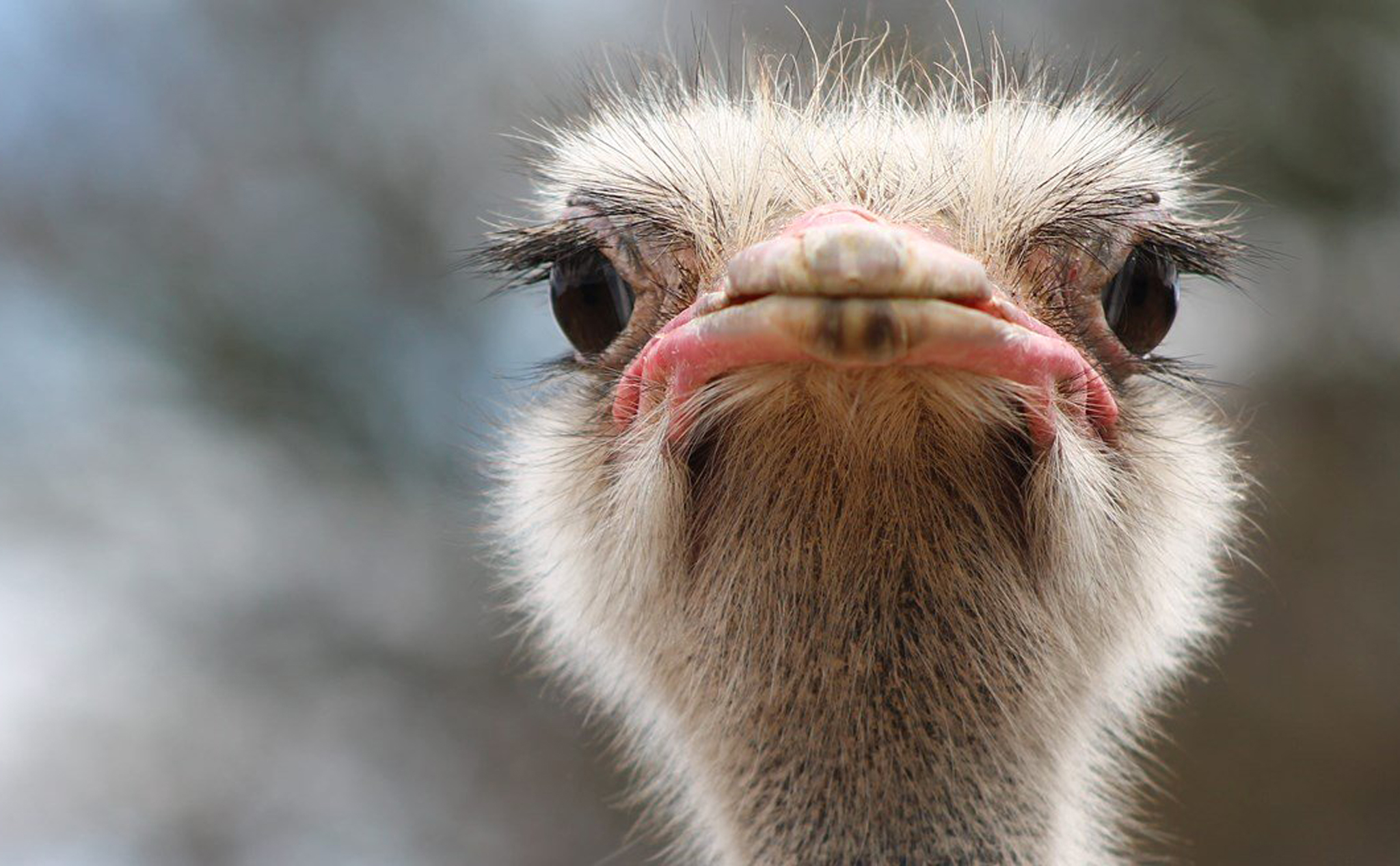 Đặc điểm sinh học và khả năng sản xuất của đà điểu ostrich  Đà Điểu Trung  Kiên