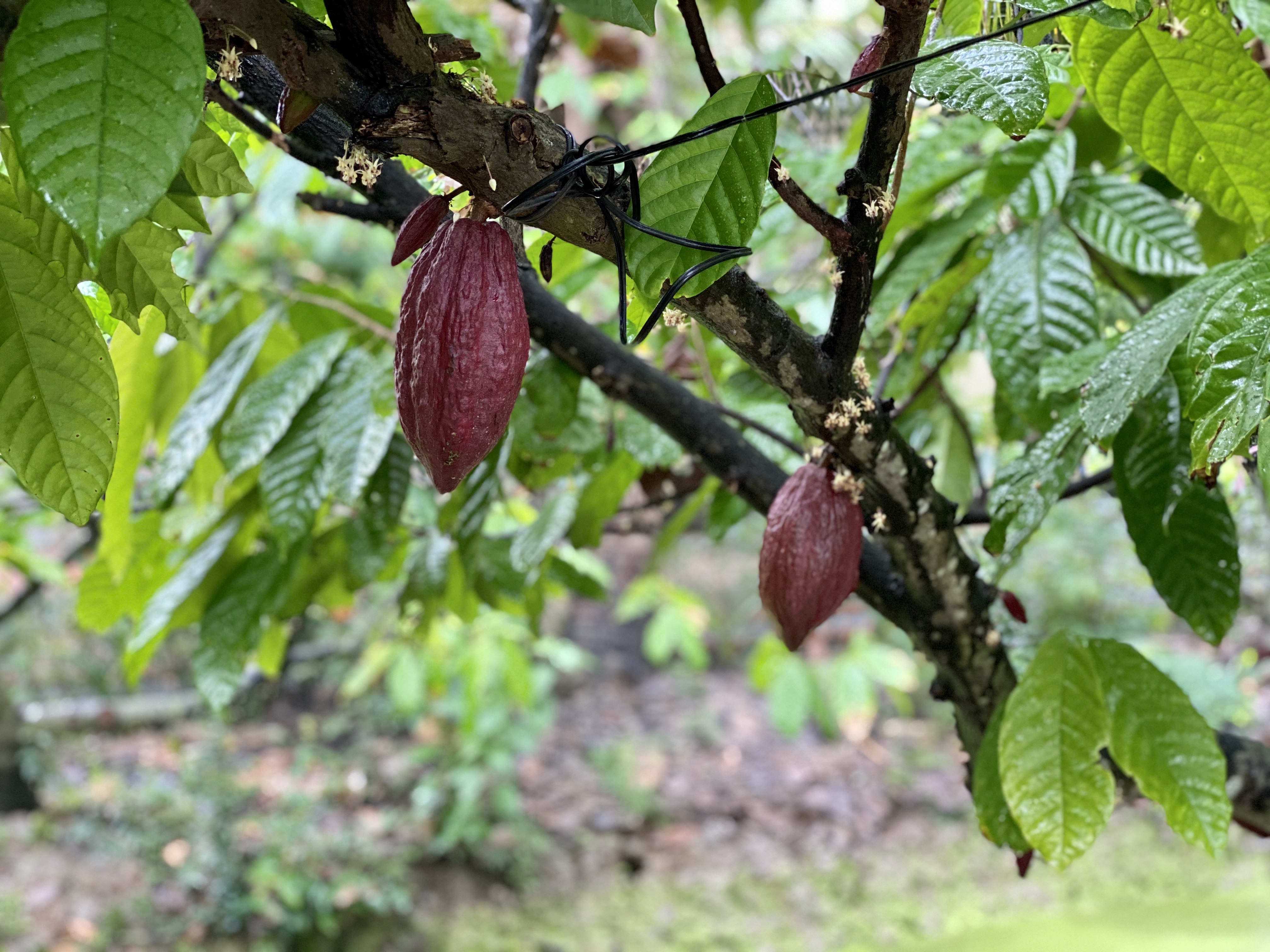 trái cacao nâu.jpg