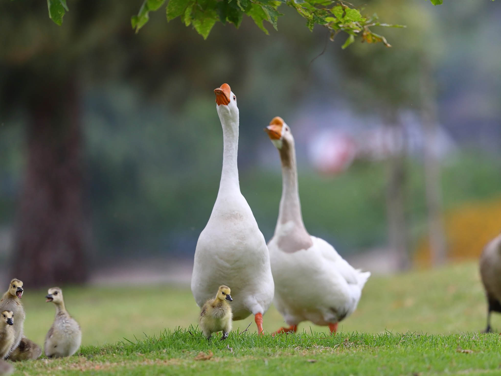 Goose family.jpg