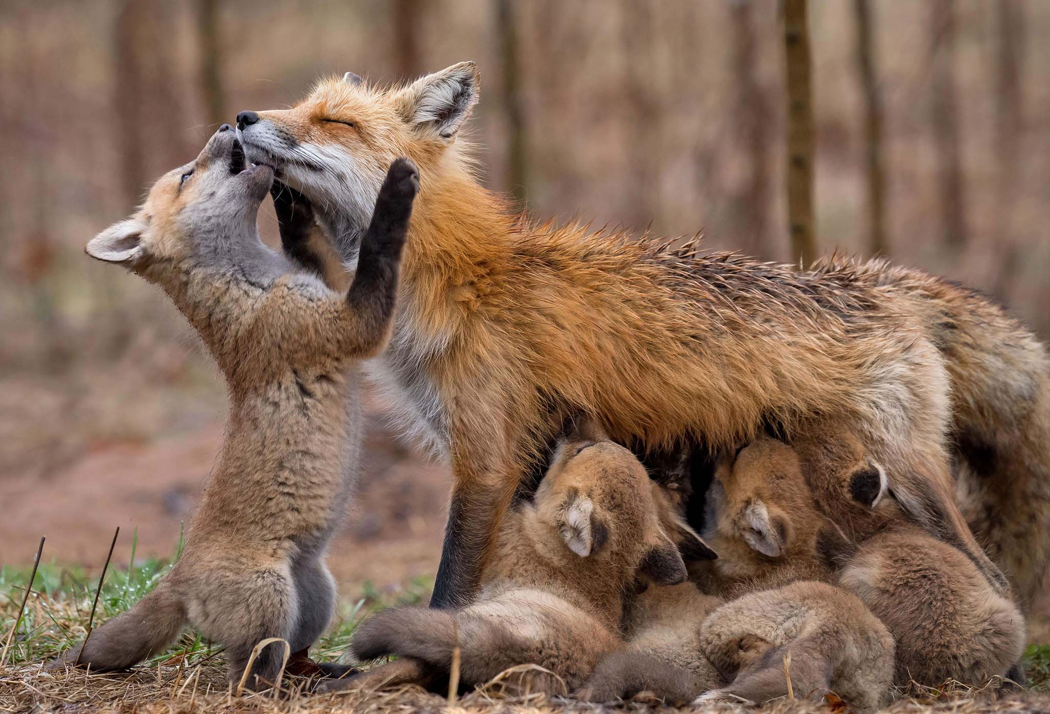 Fox family.jpg