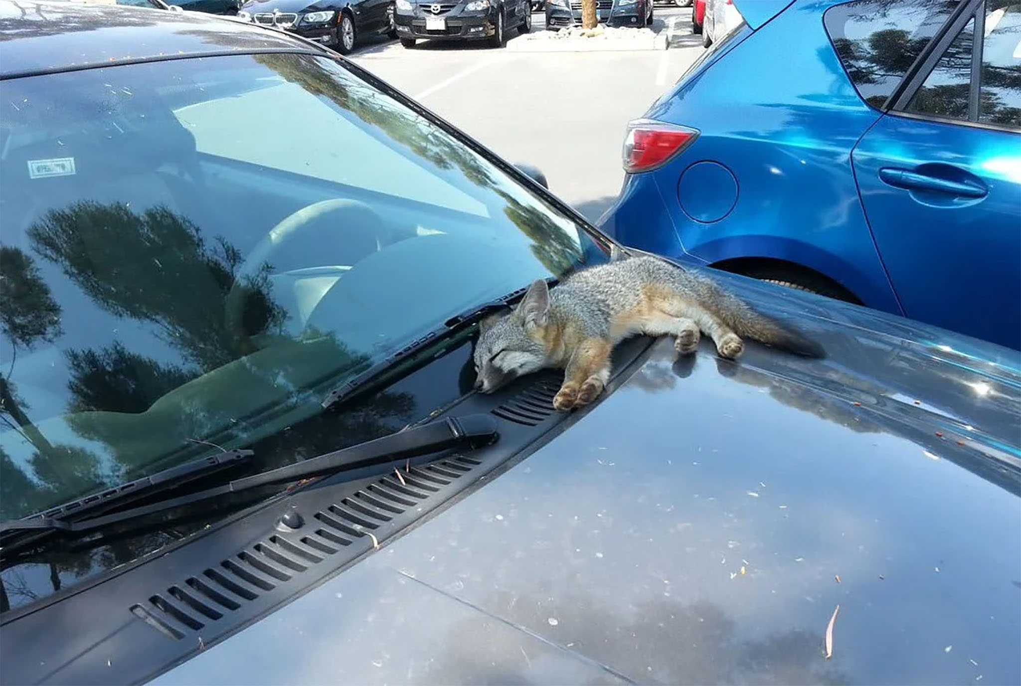 Fox on car.jpg