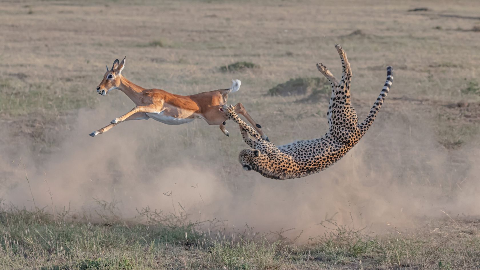 cheetah_impala.jpg