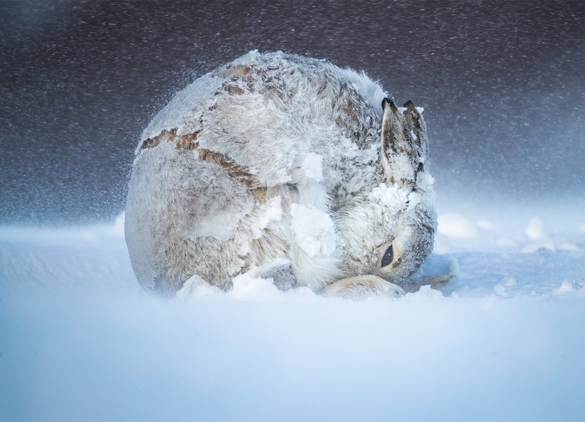 rabbit_scotland_winter.jpg