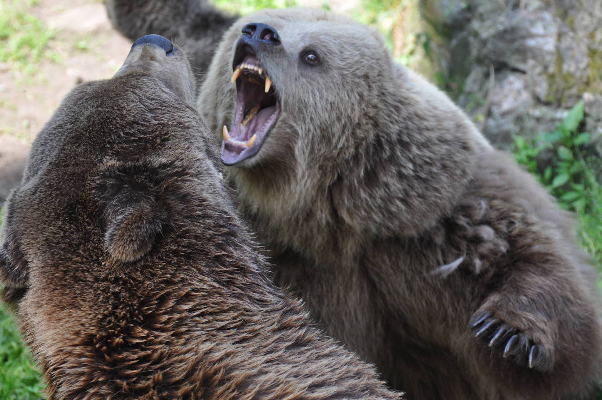Бурый медведь против. Бурый медведь против Гризли. Медведь Гризли. Бурый медведь драка.