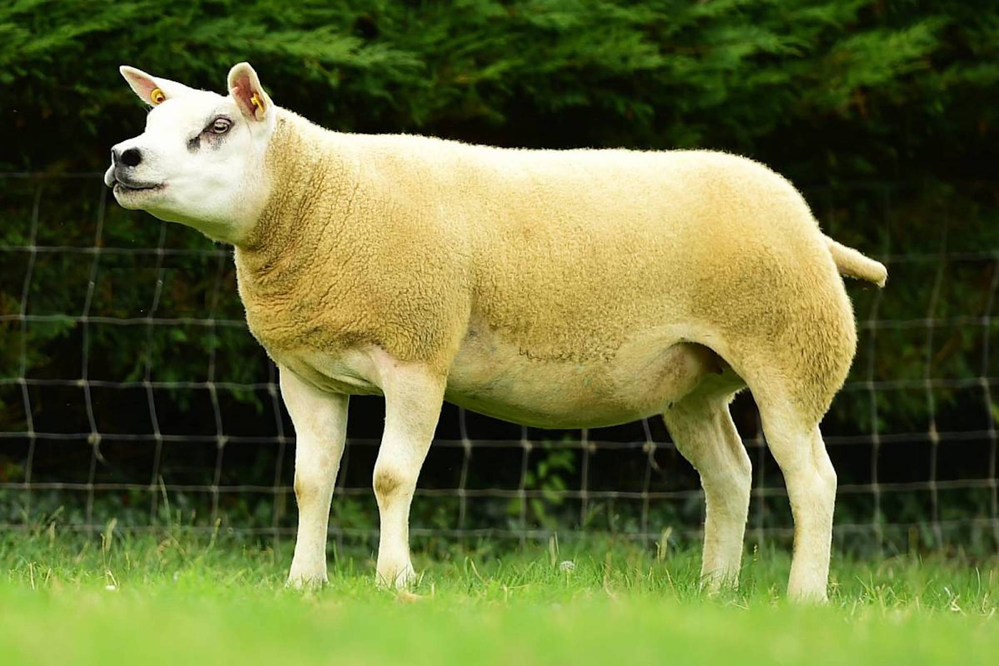 cừu-2.jpg