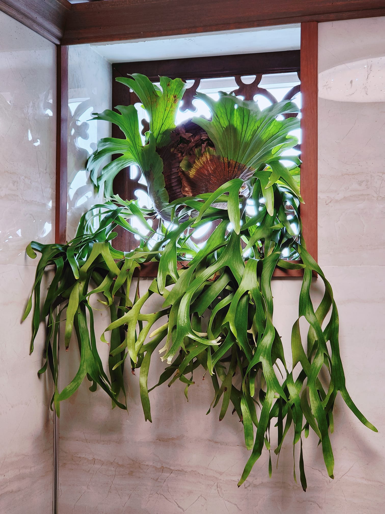 Cây ổ rồng là một loài dương xỉ lớn có thân rễ mọc bò, không có lông ...
