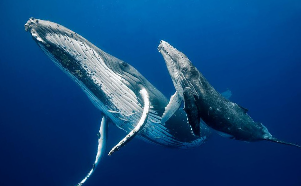 Cá nhà táng Cá voi xanh cá voi động vật cá voi beluga png  PNGEgg