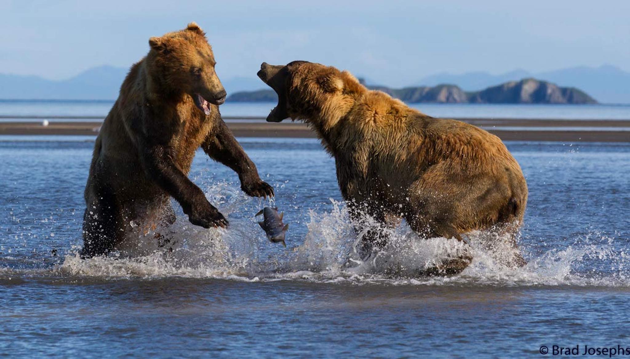 Развлечения медведей. Бурый медведь против Гризли. Гризли 2015. Бой медведя с Гризли. Медведи дерутся.