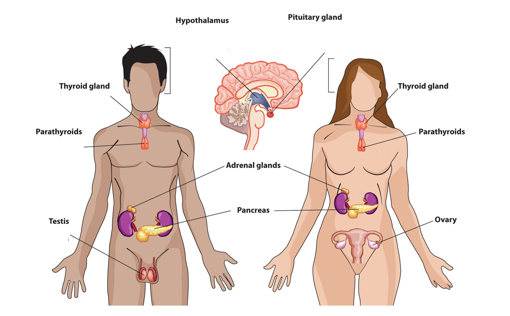 4. Oxytocin - Hormone tình yêu và gắn kết