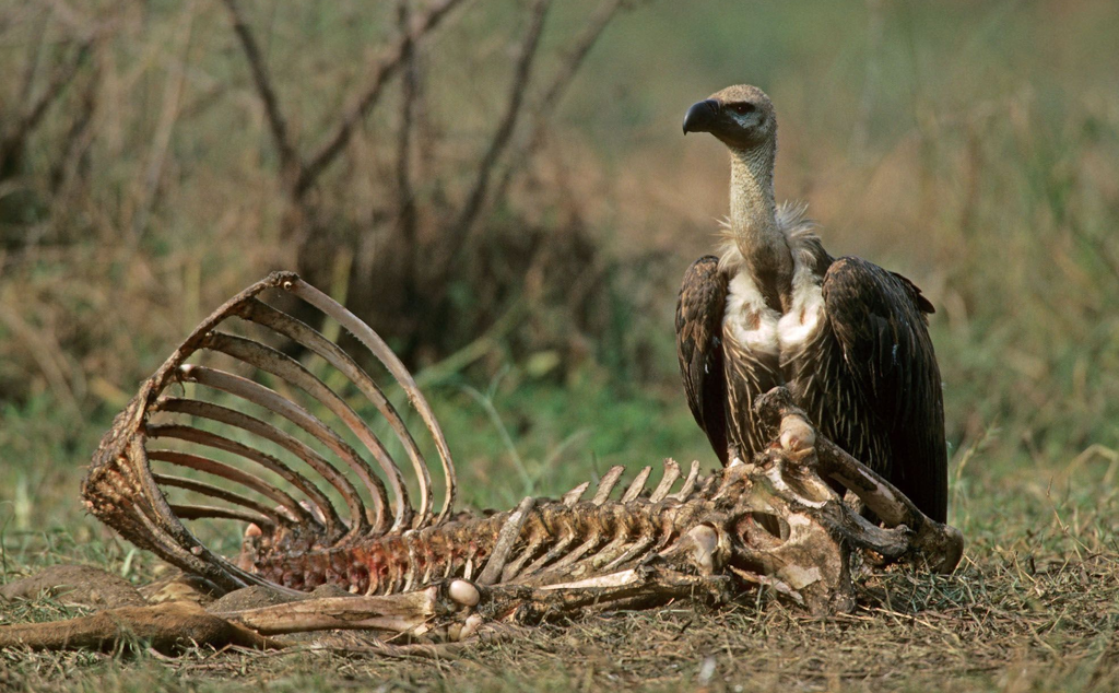 1. Khái Niệm Về Vulture