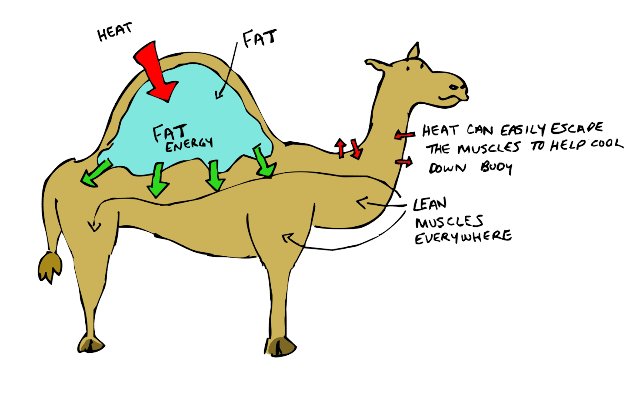 The camel was very thirsty. Camel hump. Camel Water. Camel structure. Humpback Camel.