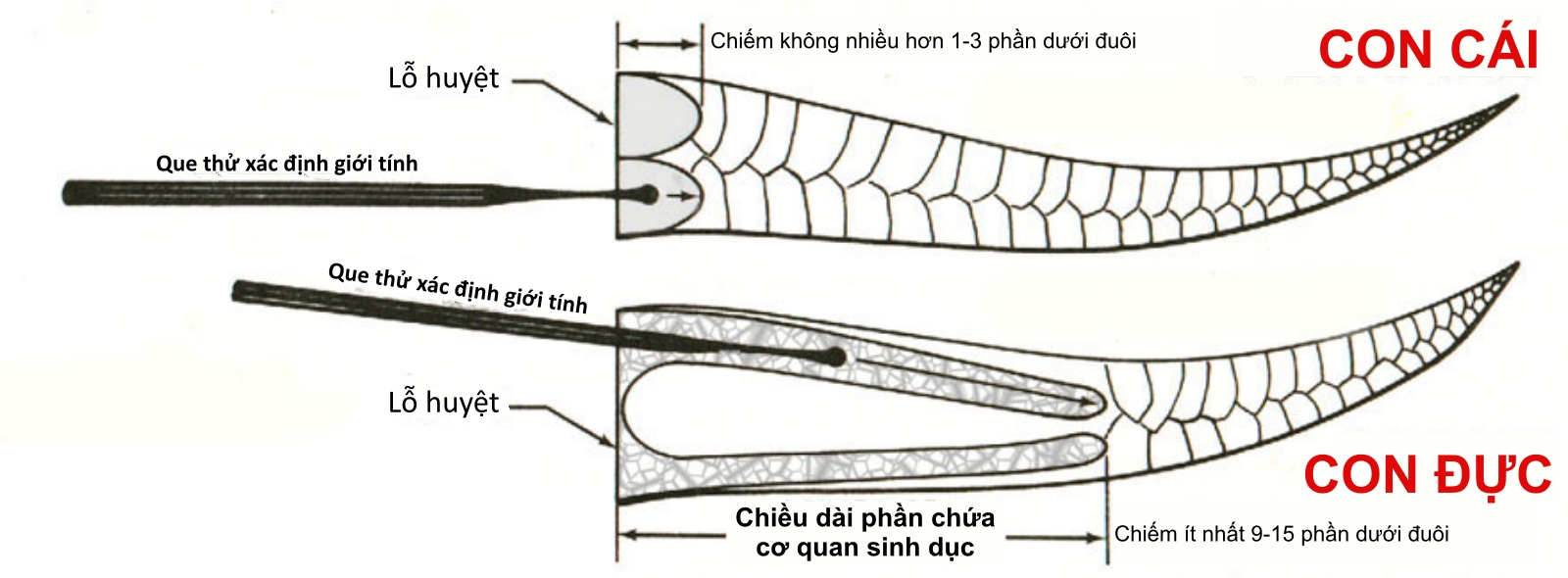 bộ phận sinh dục của rắn cái: Khám phá bí ẩn và vai trò trong tự nhiên