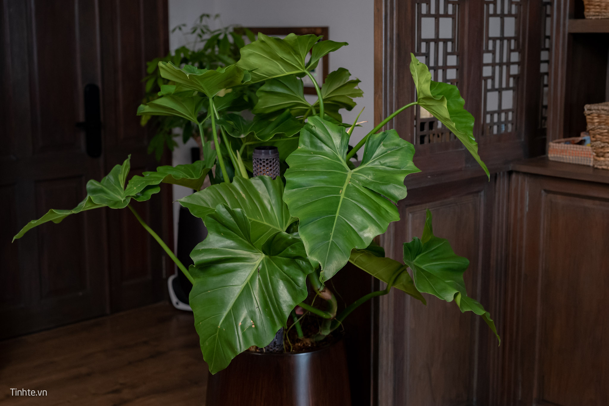 Trên tay chậu cây Philodendron Subincisum