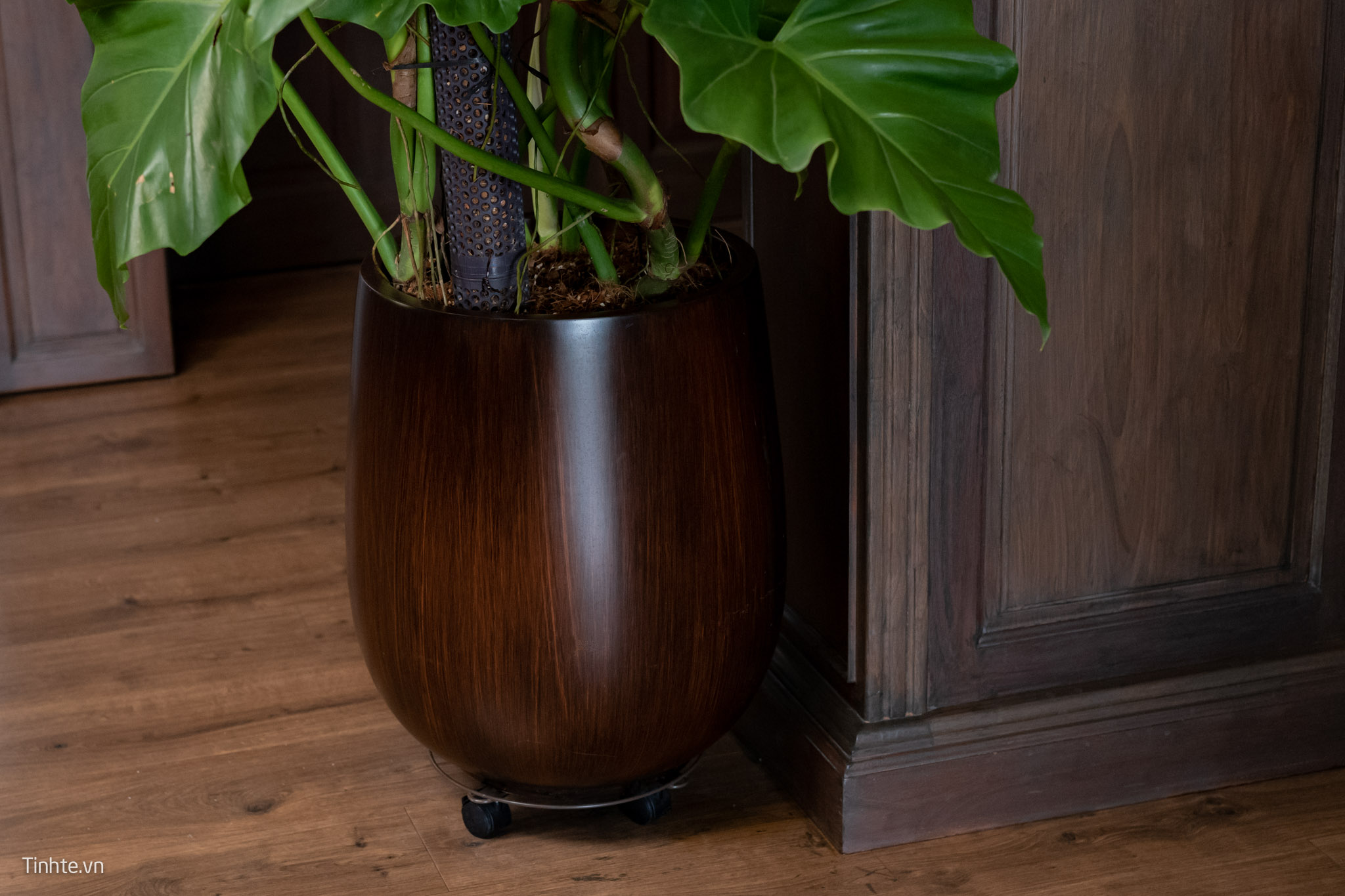 Trên tay chậu cây Philodendron Subincisum