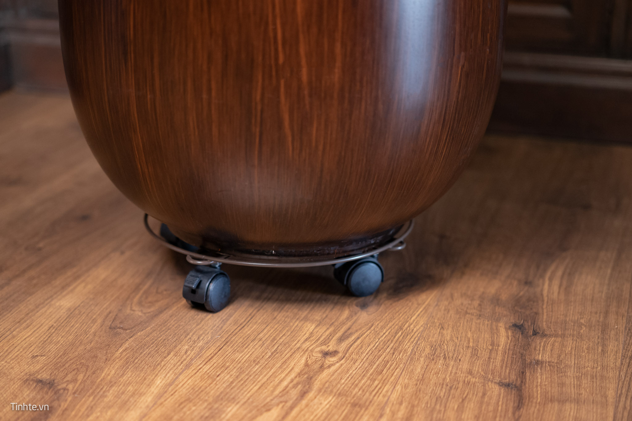 Trên tay chậu cây Philodendron Subincisum