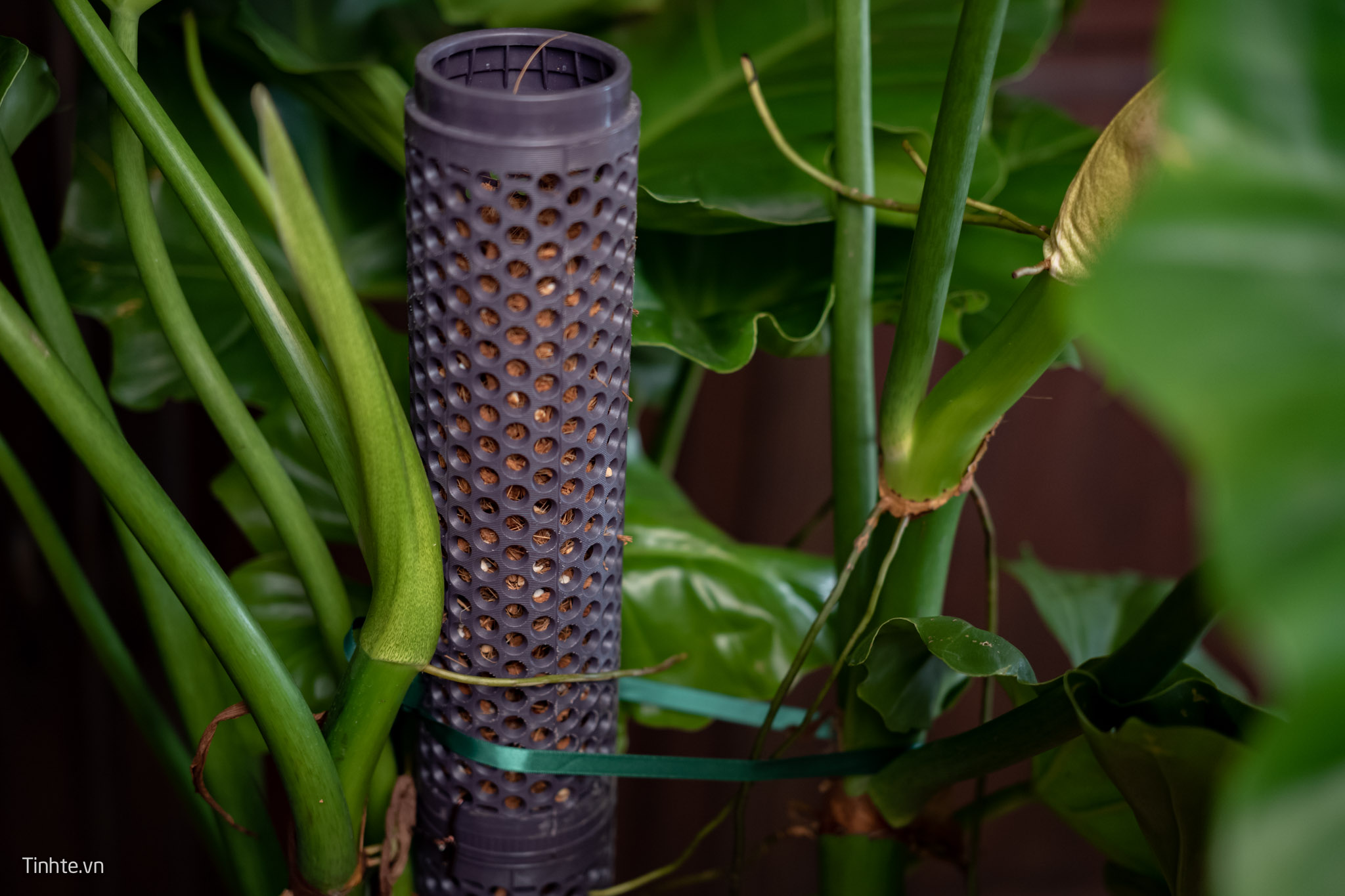 Trên tay chậu cây Philodendron Subincisum