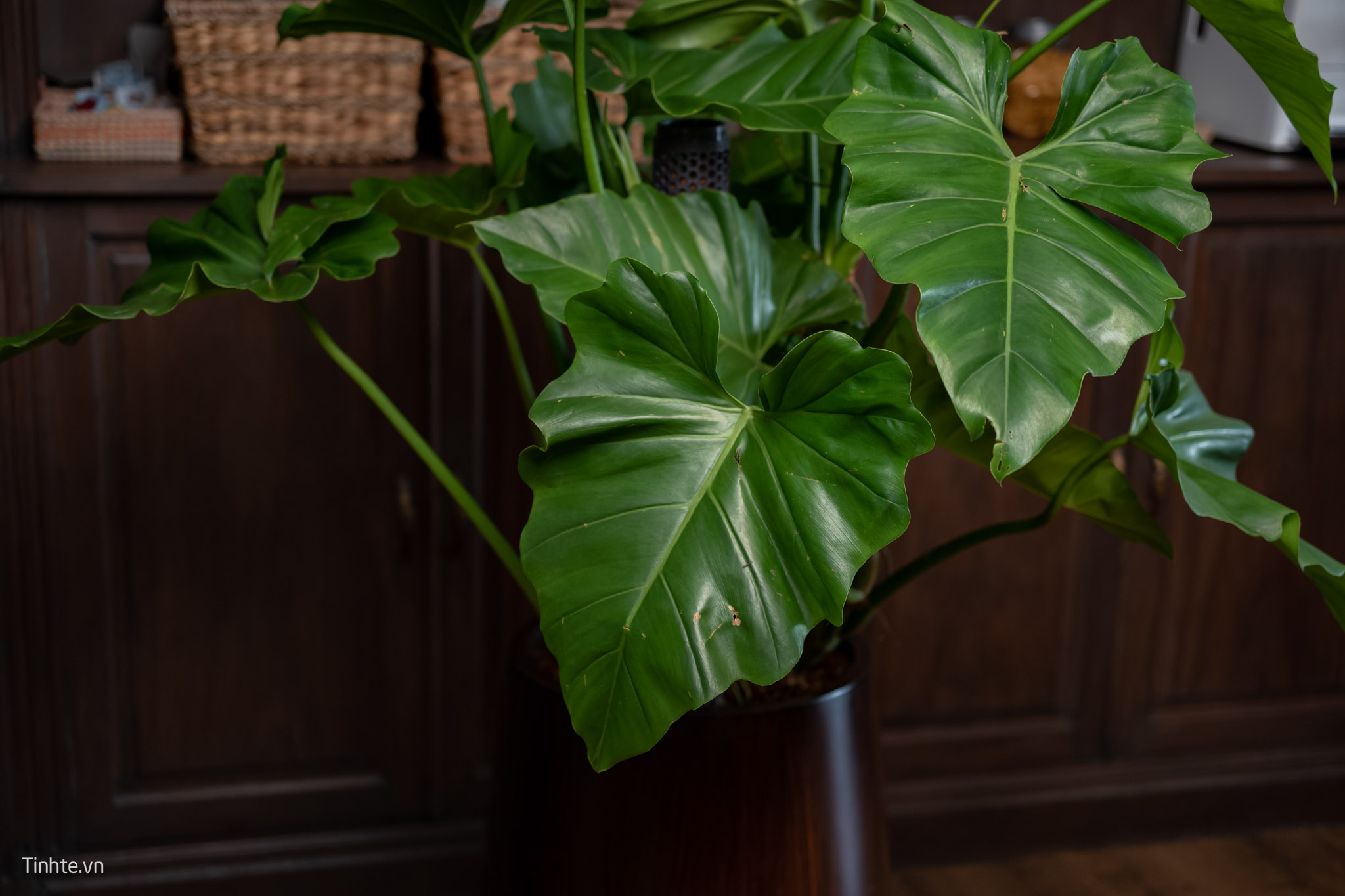 Trên tay chậu cây Philodendron Subincisum