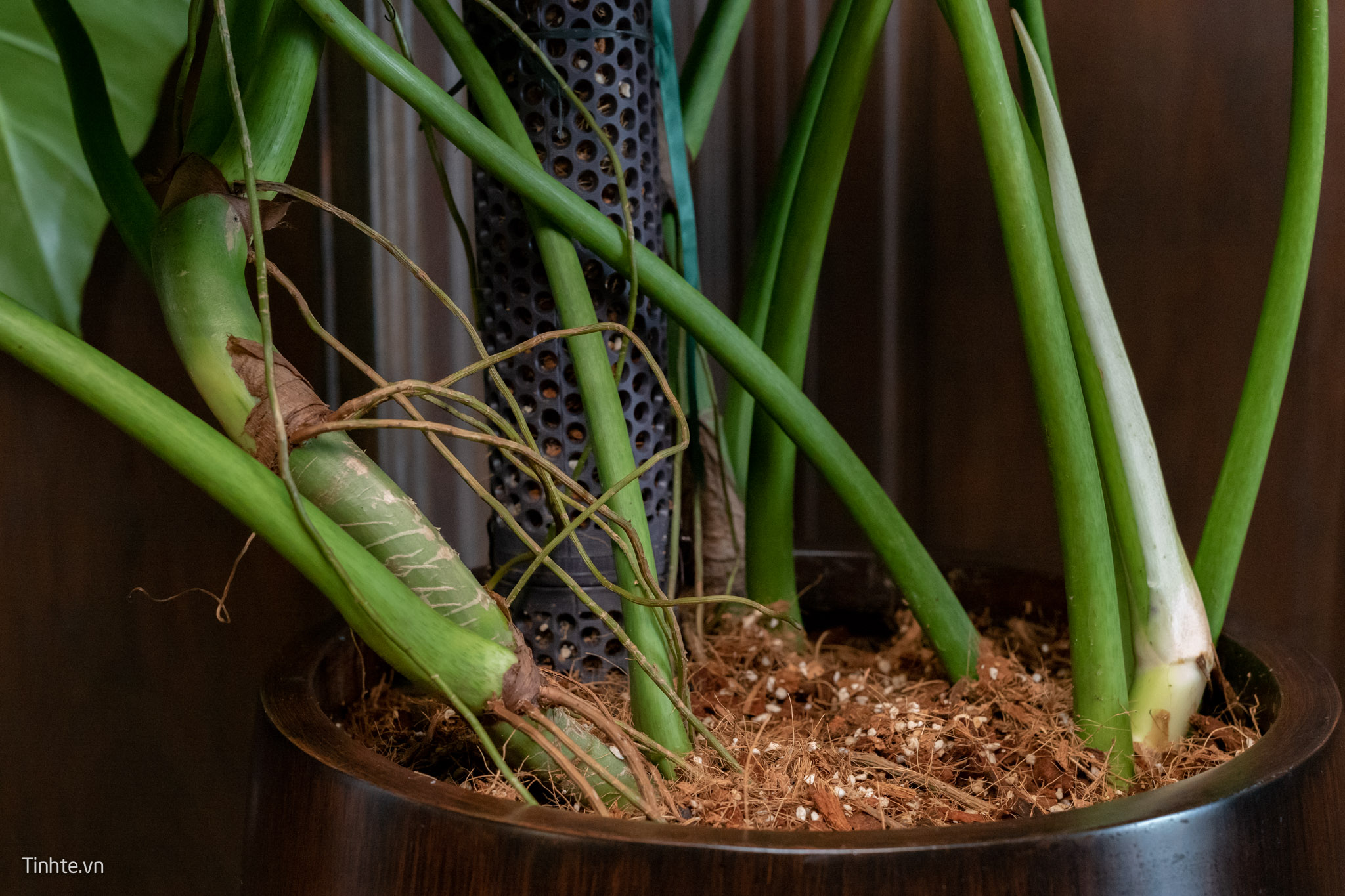 Trên tay chậu cây Philodendron Subincisum