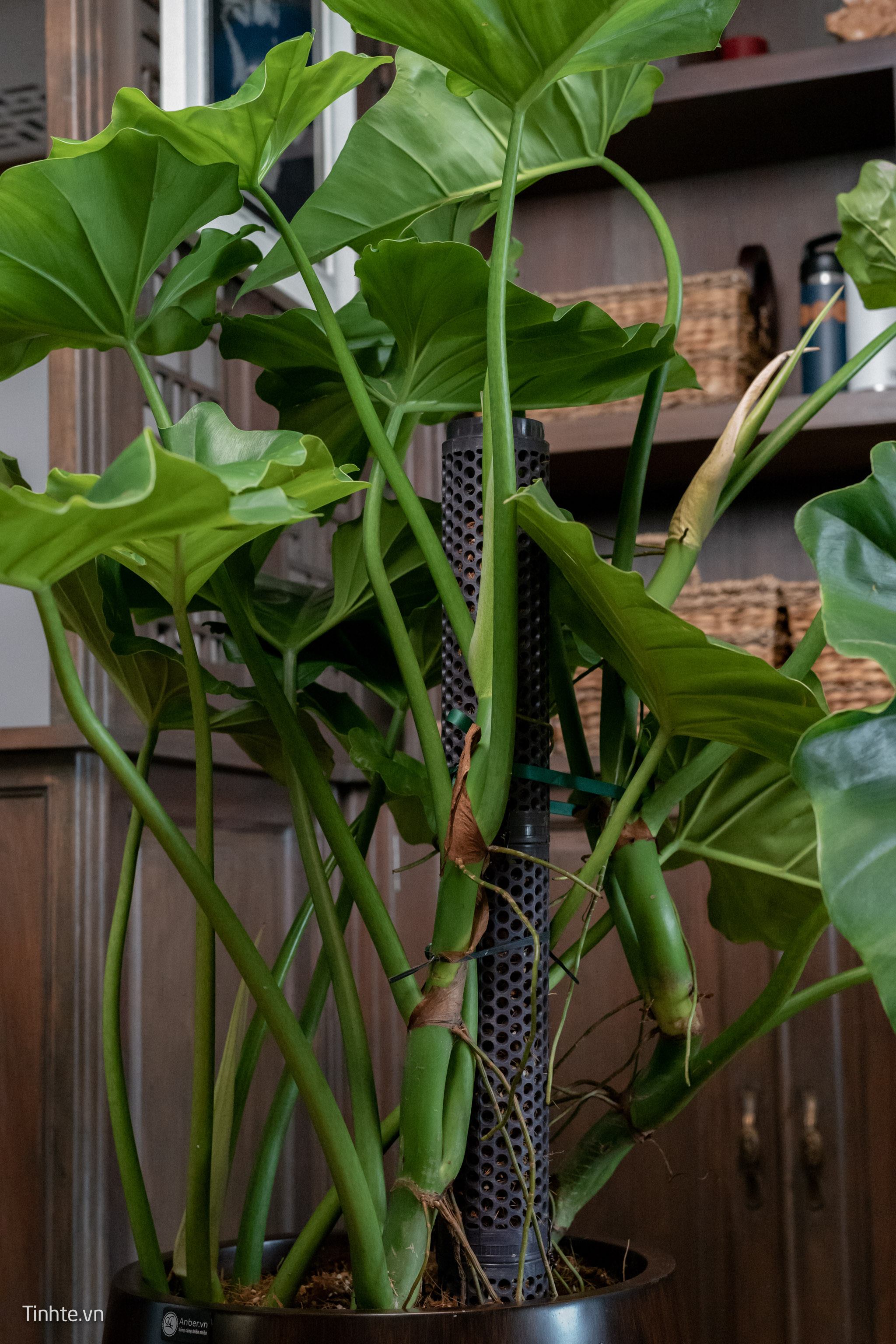 Trên tay chậu cây Philodendron Subincisum