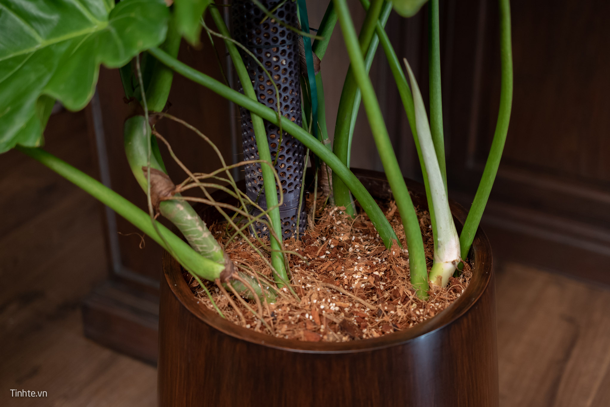 Trên tay chậu cây Philodendron Subincisum