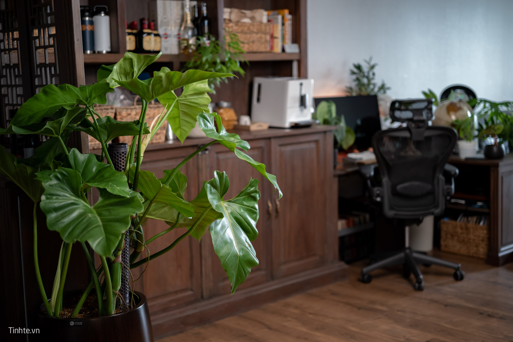 Trên tay chậu cây Philodendron Subincisum