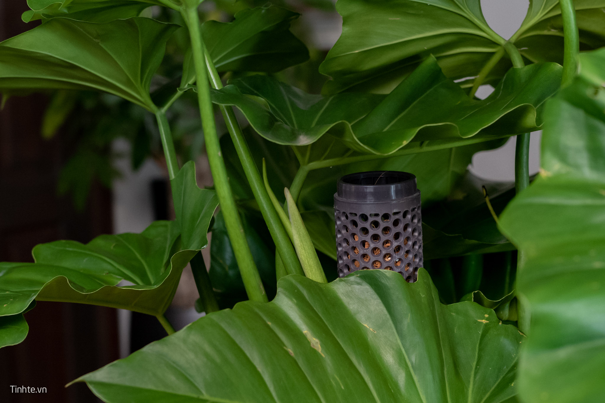 Trên tay chậu cây Philodendron Subincisum