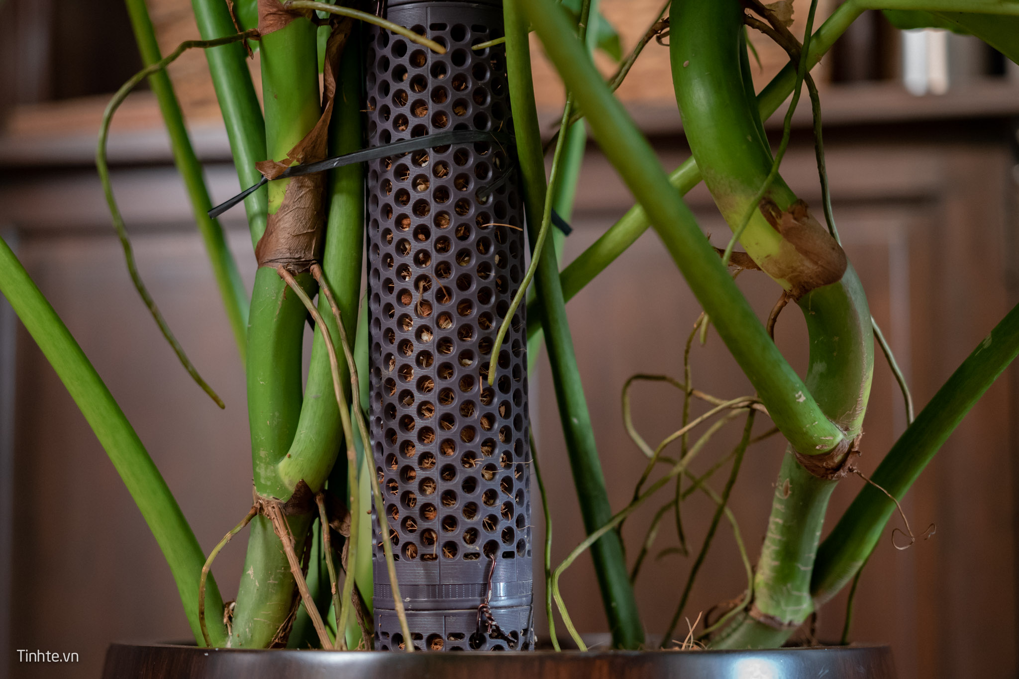 Trên tay chậu cây Philodendron Subincisum