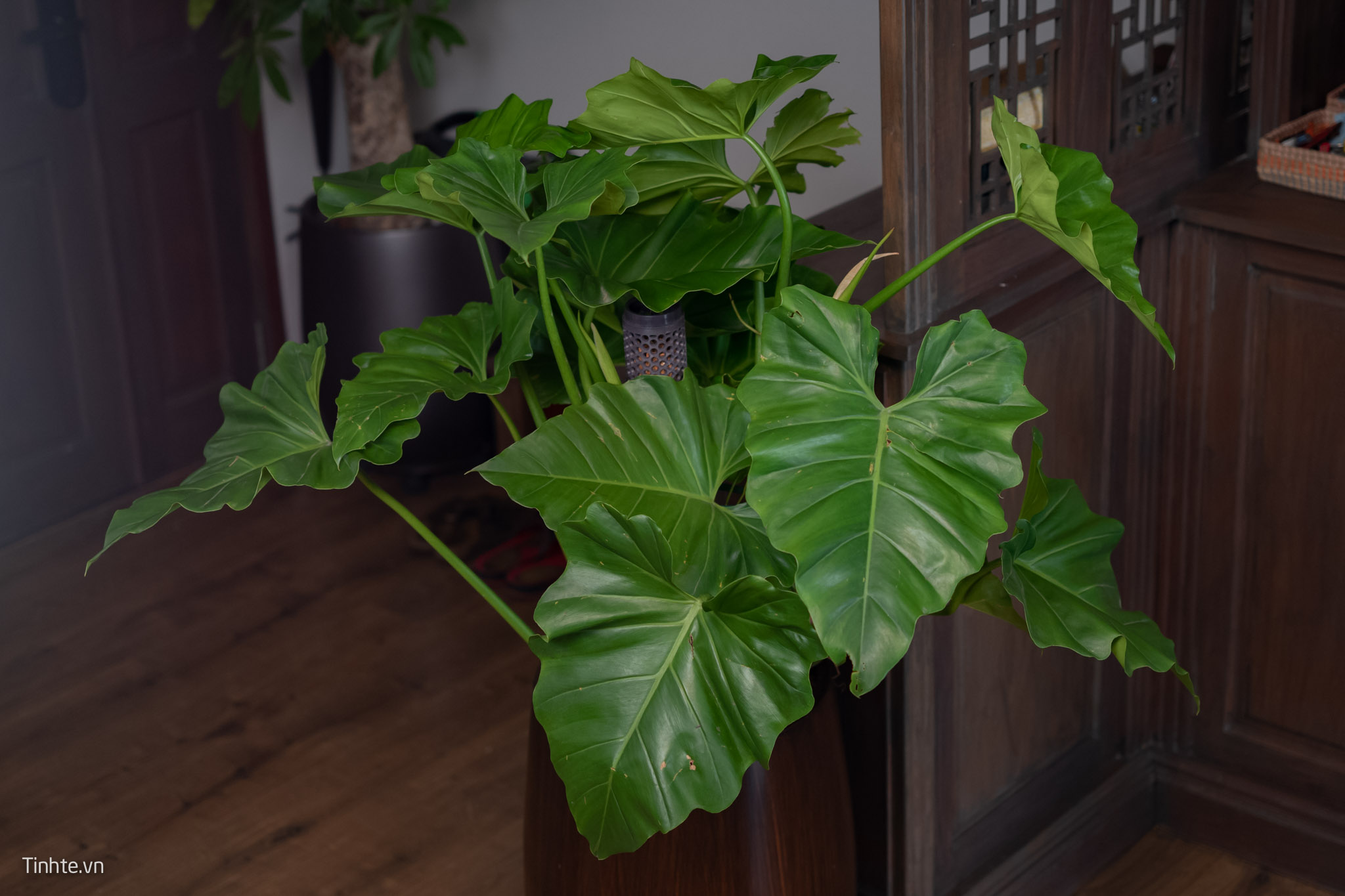 Trên tay chậu cây Philodendron Subincisum