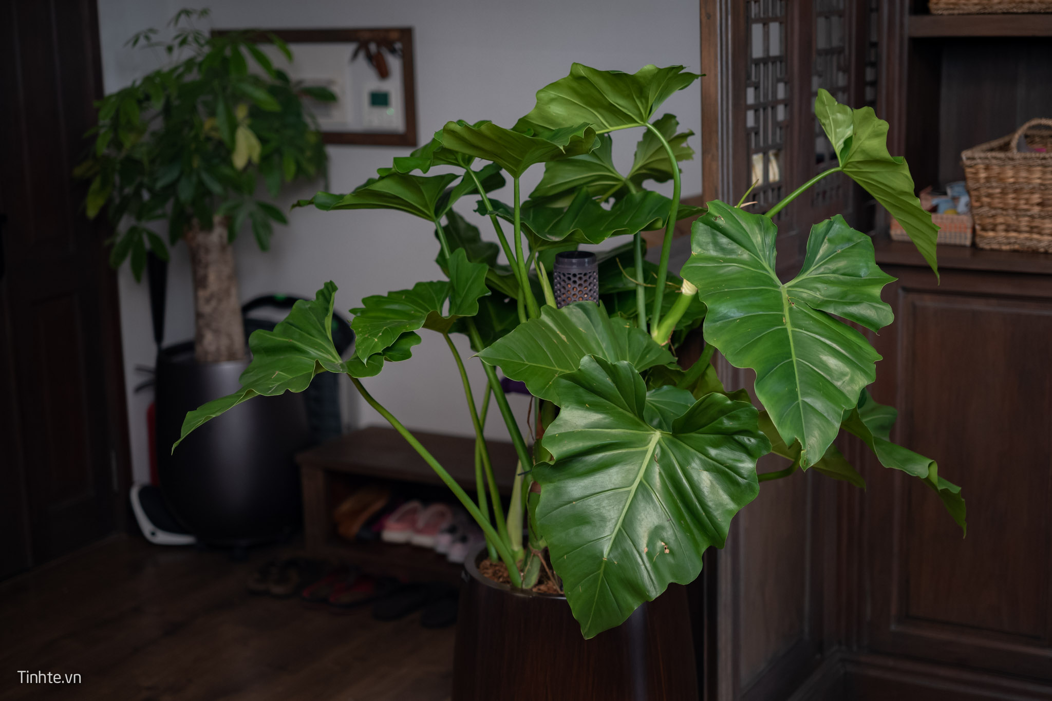 Trên tay chậu cây Philodendron Subincisum