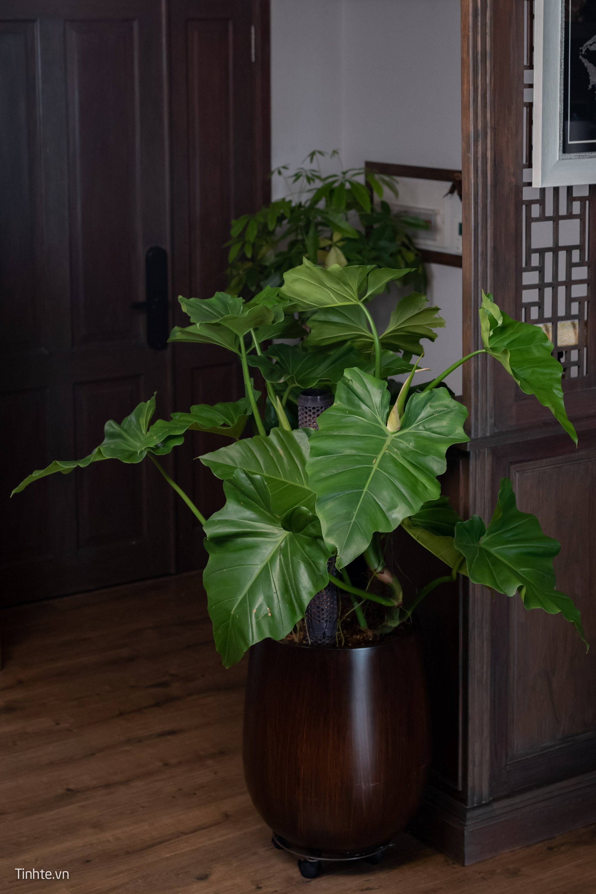 Trên tay chậu cây Philodendron Subincisum