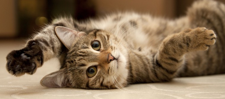 cat-laying-upside-down-with-paws-on-either-side-1-760x335.jpg