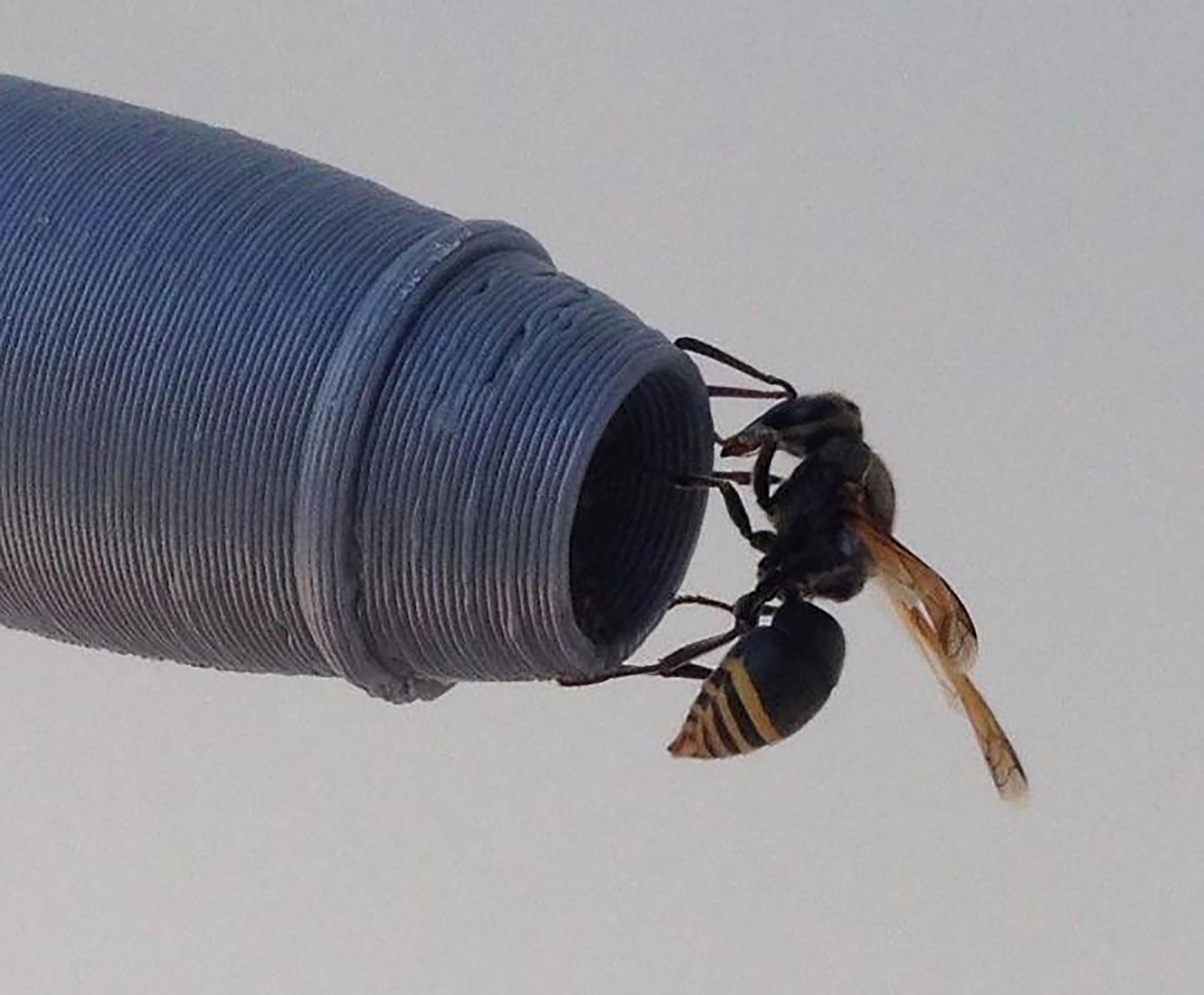 Keyhole wasps.jpg