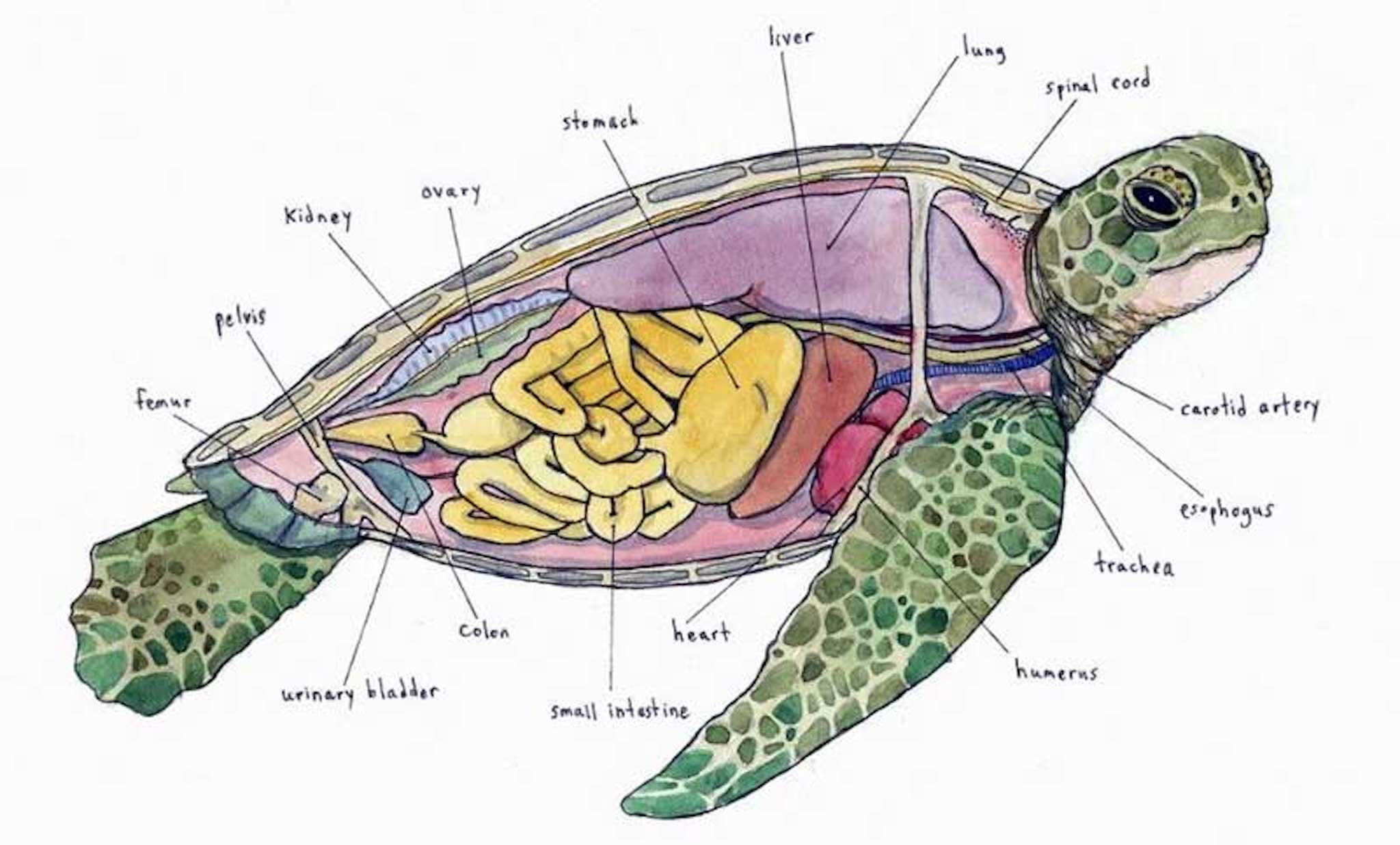 Кровообращение у черепах. Красноухая черепаха строение тела. Строение красноухой черепахи. Строение красноухих черепах. Внутреннее строение красноухой черепахи.