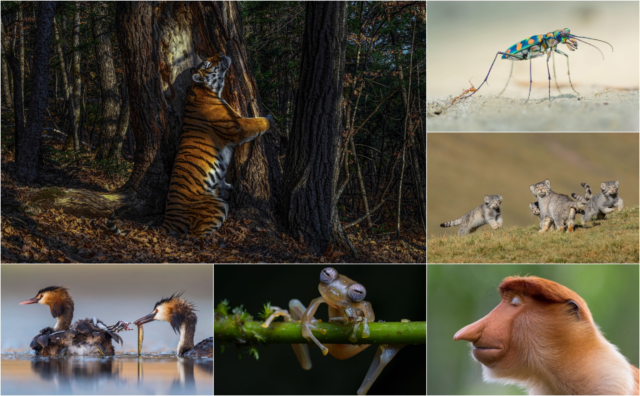 Chủ đề Động vật hoang dã trong cuộc thi nhiếp ảnh của năm 2020 đã thu hút rất nhiều tài năng nhiếp ảnh gia với những tác phẩm đẹp và ấn tượng về loài vật. Hãy cùng chiêm ngưỡng những bức ảnh ấn tượng về thế giới động vật hoang dã này để cảm nhận sức sống thật sự của những sinh vật này.