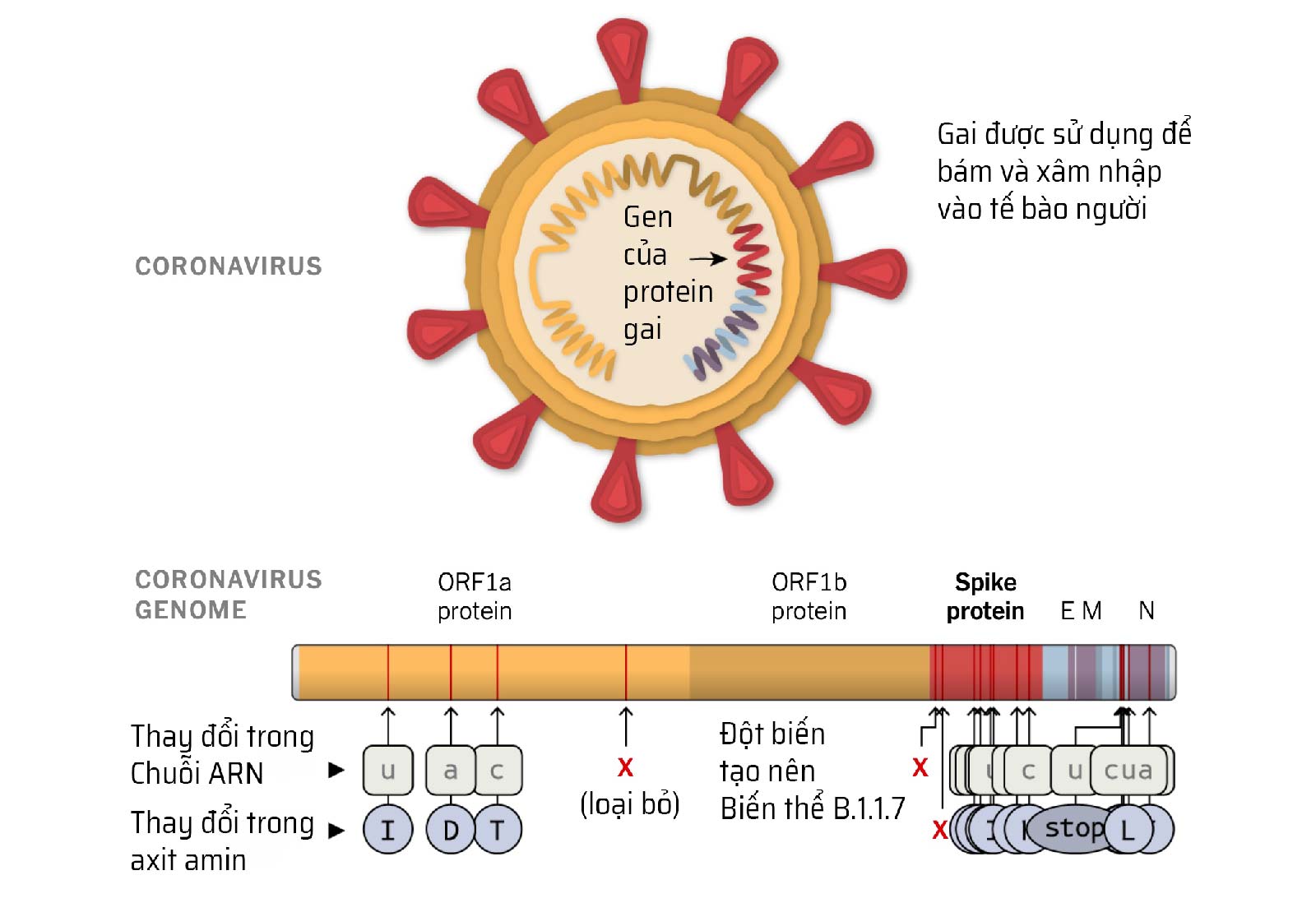 graphic-bien-the-corona-anh-tinhte.jpg