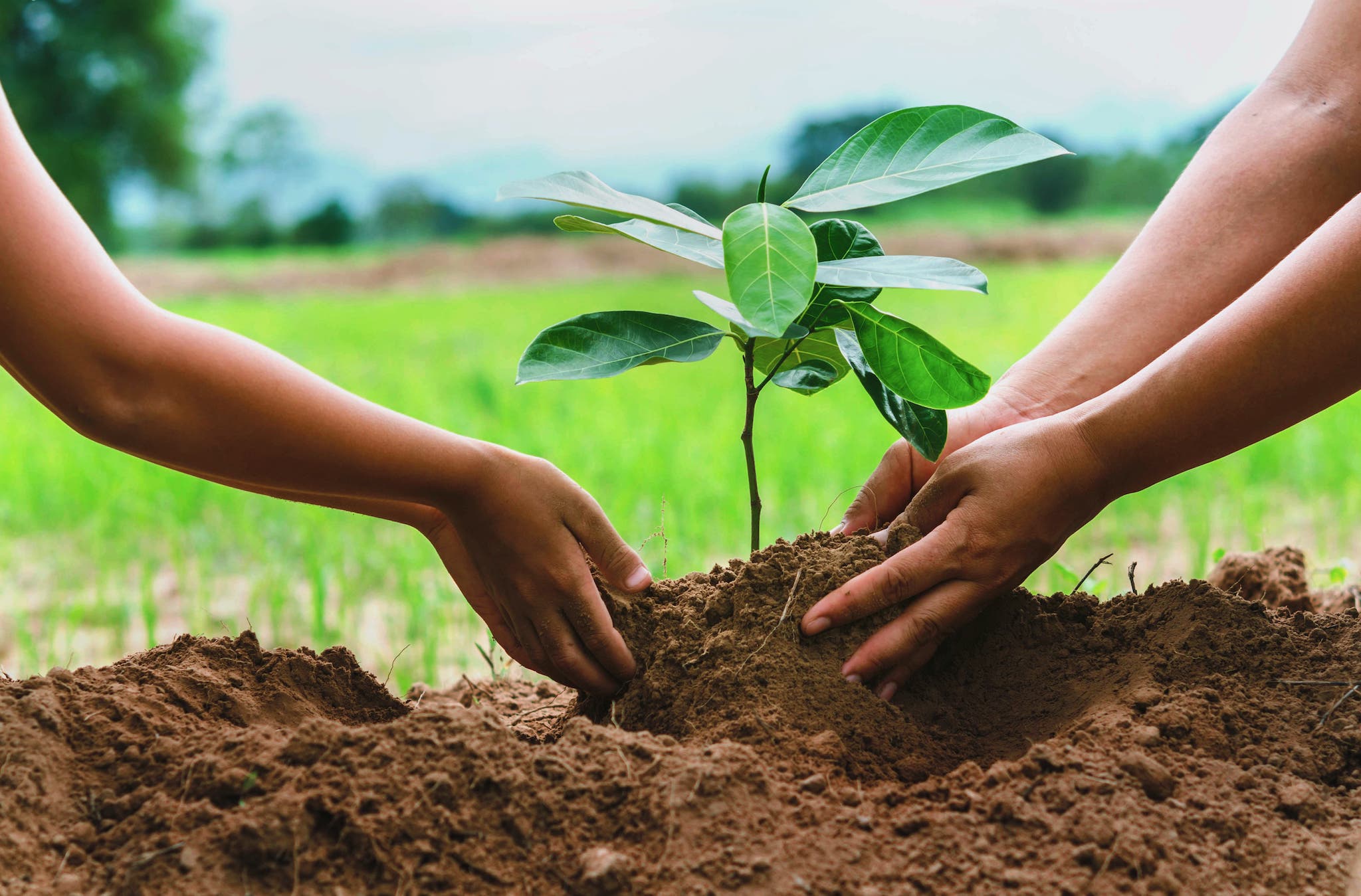 ecosia_plant_trees.jpg